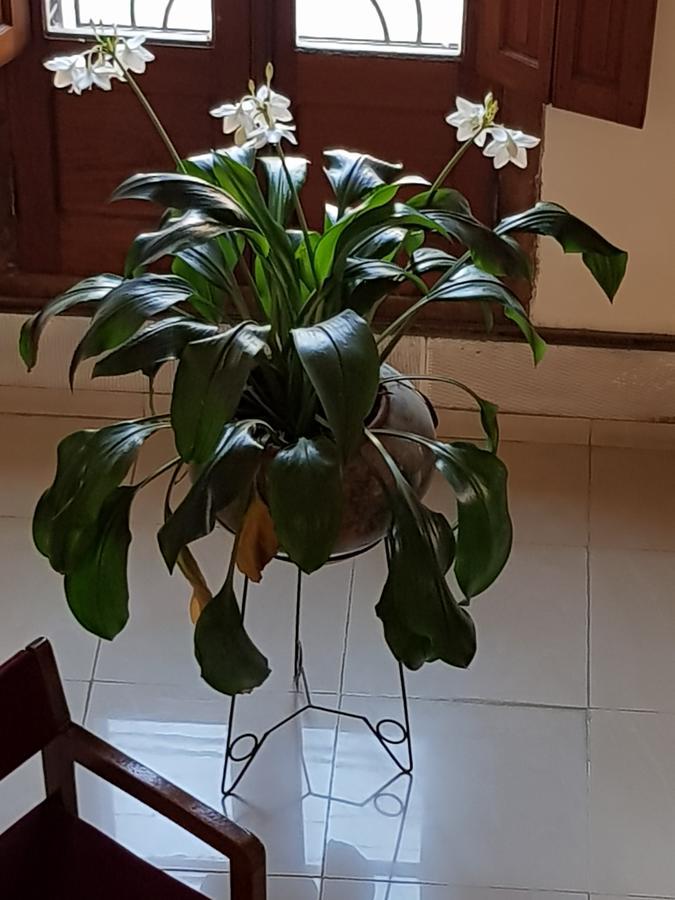 Hotel Napoleon Jesus Maria Εξωτερικό φωτογραφία
